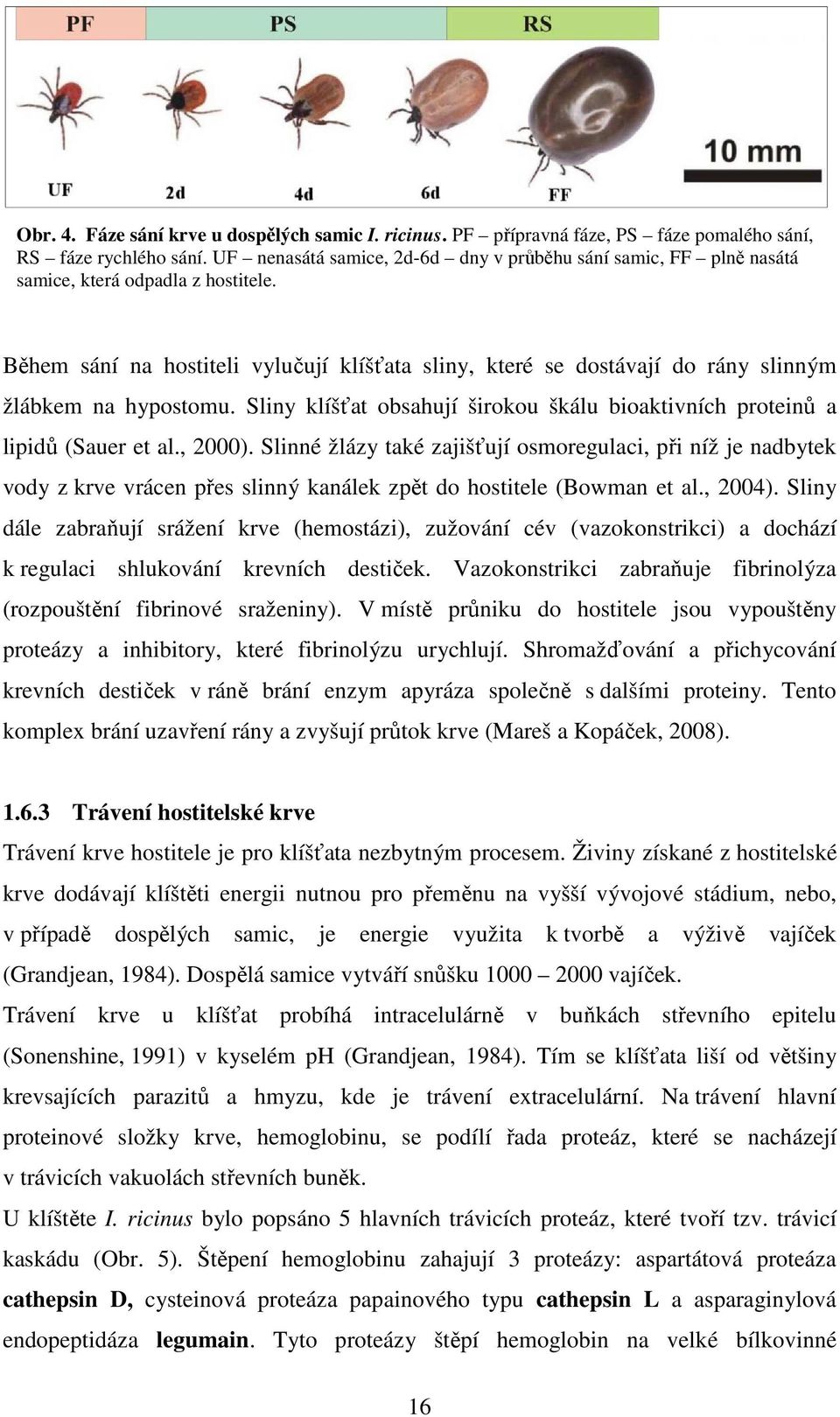 Během sání na hostiteli vylučují klíšťata sliny, které se dostávají do rány slinným žlábkem na hypostomu. Sliny klíšťat obsahují širokou škálu bioaktivních proteinů a lipidů (Sauer et al., 2000).