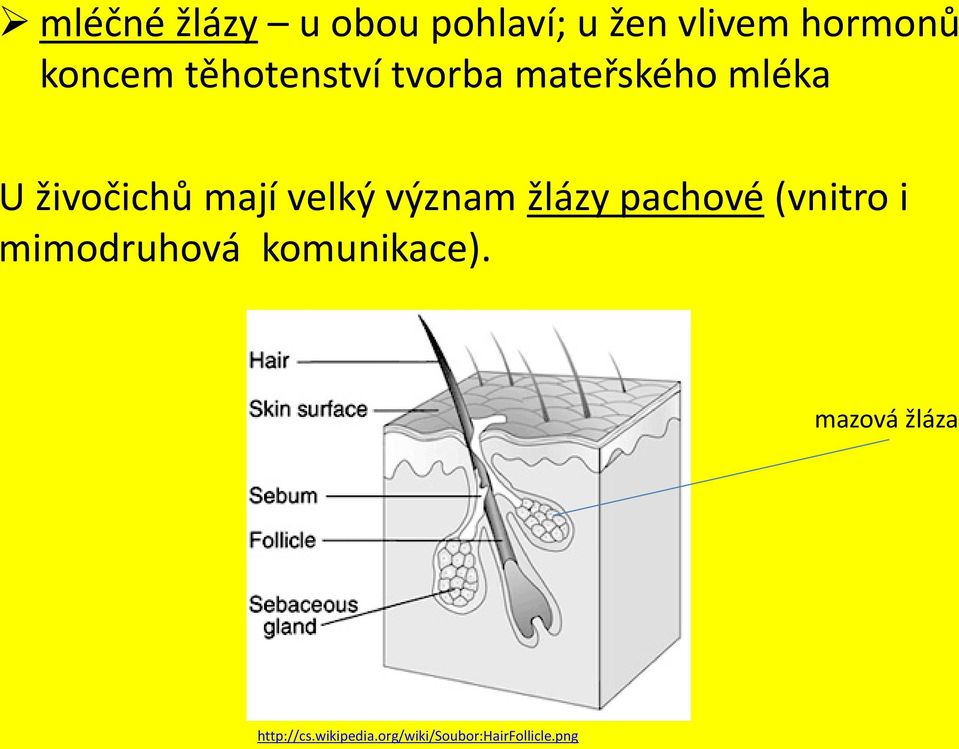 význam žlázy pachové (vnitro i mimodruhová komunikace).