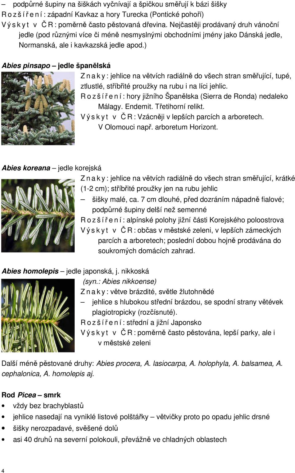 ) Abies pinsapo jedle španělská Z n a k y : jehlice na větvích radiálně do všech stran směřující, tupé, ztlustlé, stříbřité proužky na rubu i na líci jehlic.