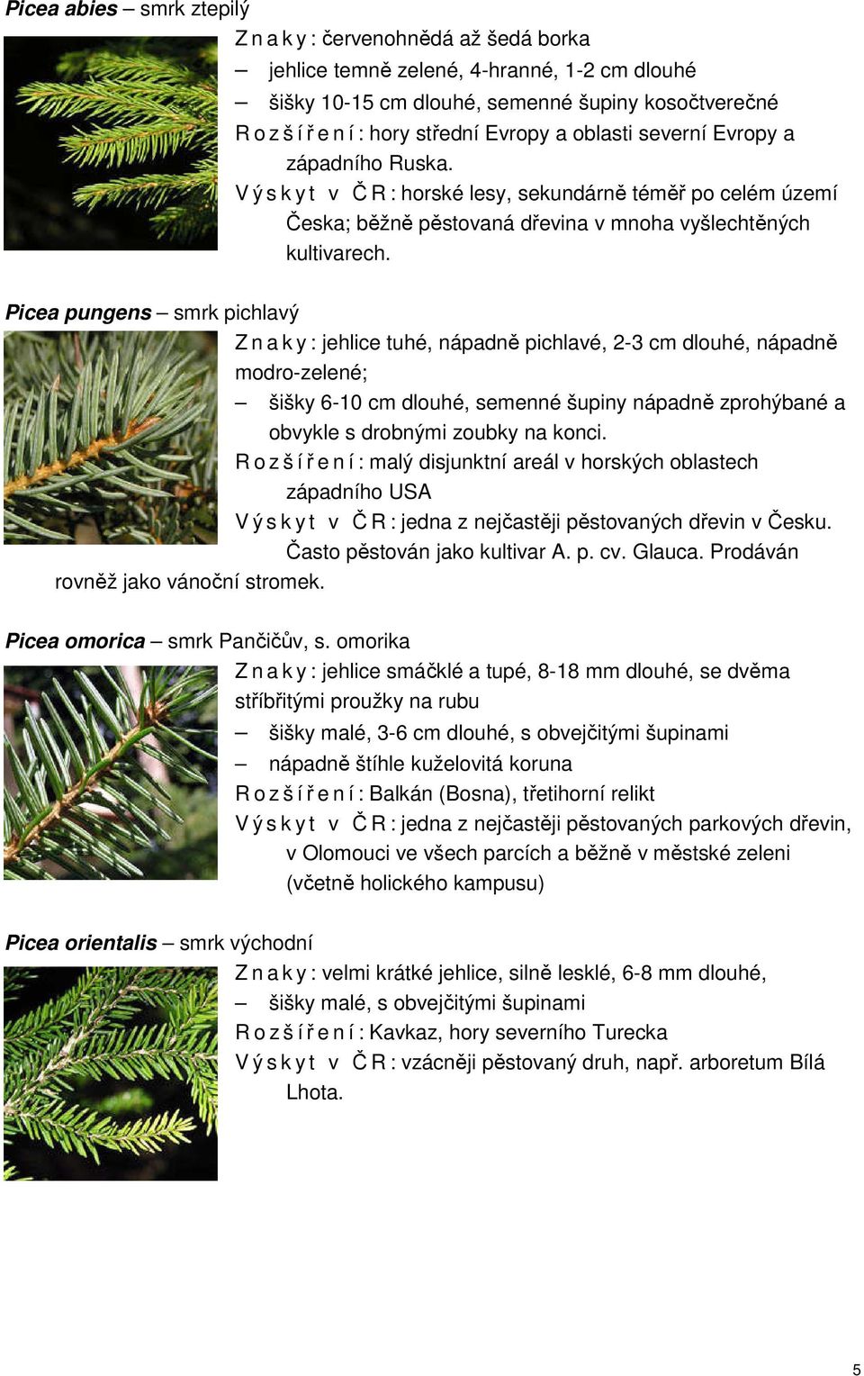 Picea pungens smrk pichlavý Z n a k y : jehlice tuhé, nápadně pichlavé, 2-3 cm dlouhé, nápadně modro-zelené; šišky 6-10 cm dlouhé, semenné šupiny nápadně zprohýbané a obvykle s drobnými zoubky na