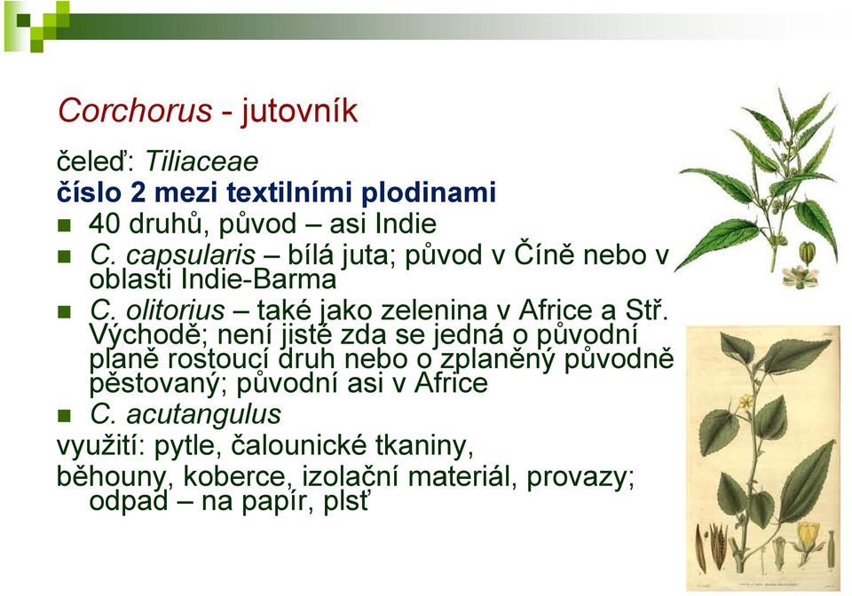 Východě; není jisté zda se jedná o původní planě rostoucí druh nebo o zplaněný původně pěstovaný; původní asi v