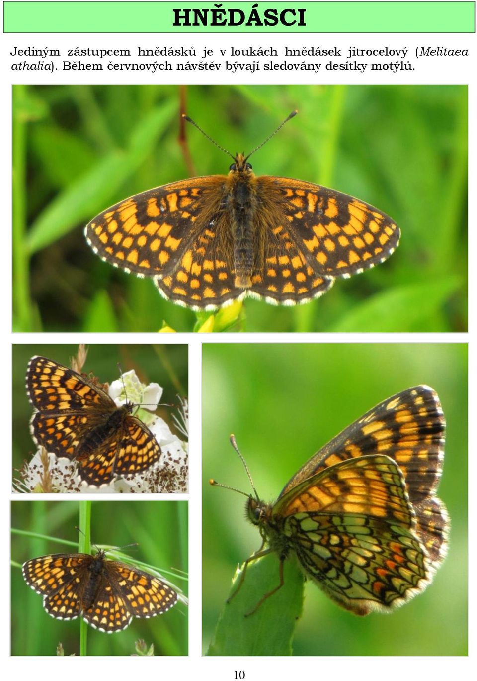 (Melitaea athalia).