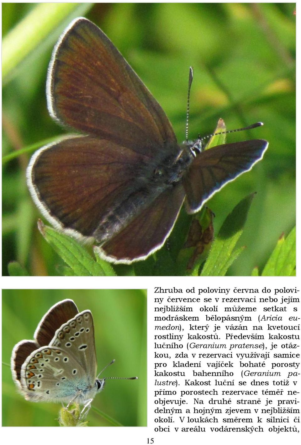 Především kakostu lučního (Geranium pratense), je otázkou, zda v rezervaci využívají samice pro kladení vajíček bohaté porosty kakostu