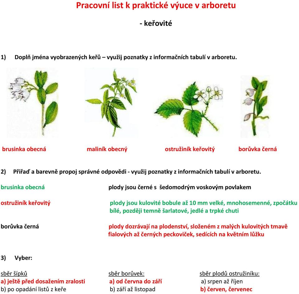 brusinka obecná ostružiník keřovitý borůvka černá plody jsou černé s šedomodrým voskovým povlakem plody jsou kulovité bobule až 10 mm velké, mnohosemenné, zpočátku bílé, později temně šarlatové,