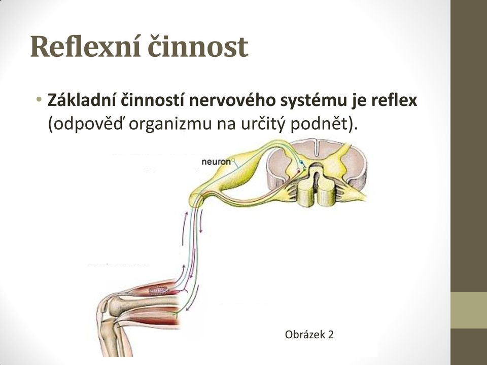 je reflex (odpověď