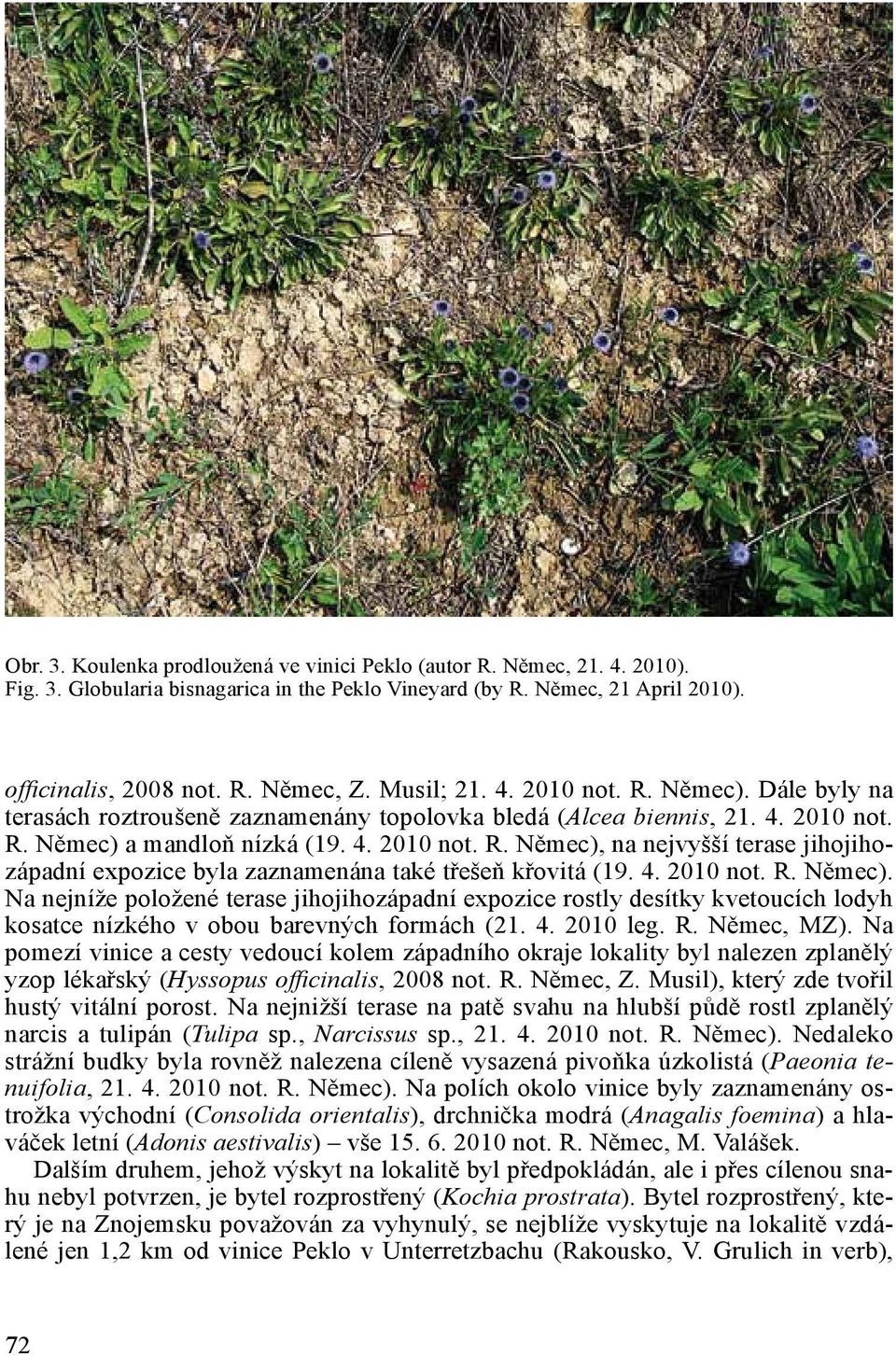 4. 2010 not. R. Němec). Na nejníže položené terase jihojihozápadní expozice rostly desítky kvetoucích lodyh kosatce nízkého v obou barevných formách (21. 4. 2010 leg. R. Němec, MZ).