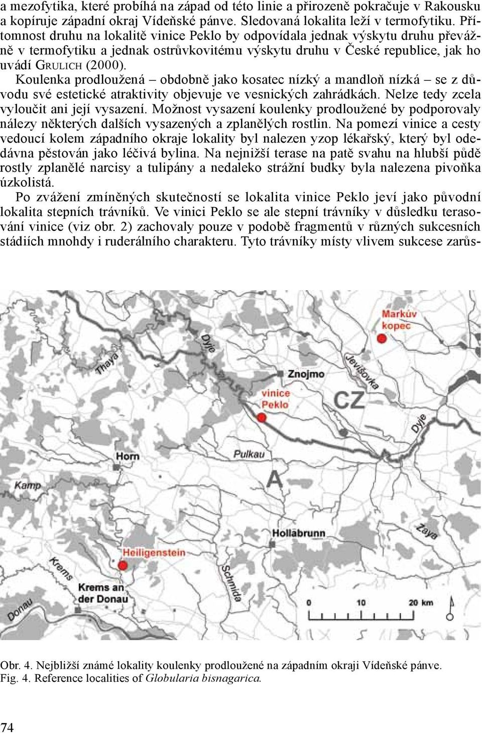 Koulenka prodloužená obdobně jako kosatec nízký a mandloň nízká se z důvodu své estetické atraktivity objevuje ve vesnických zahrádkách. Nelze tedy zcela vyloučit ani její vysazení.