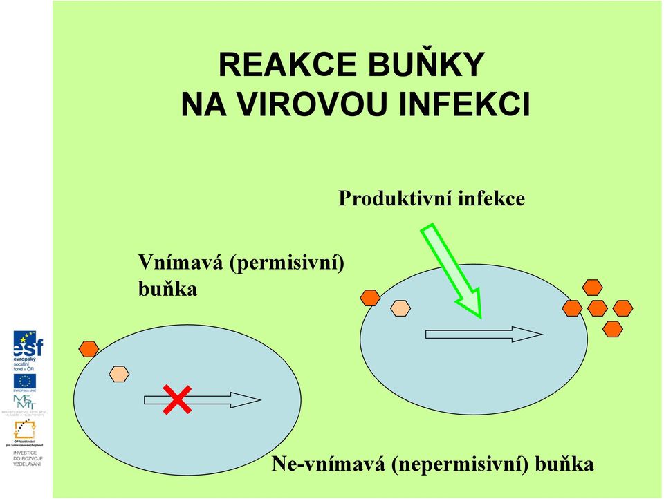 Vnímavá (permisivní) buňka