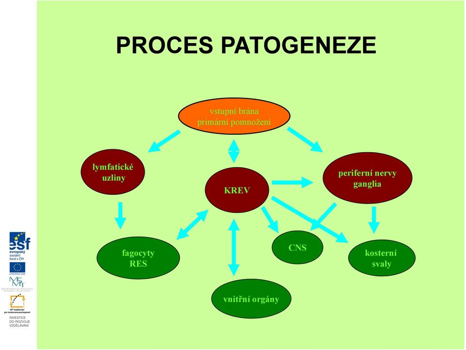 uzliny KREV periferní nervy ganglia