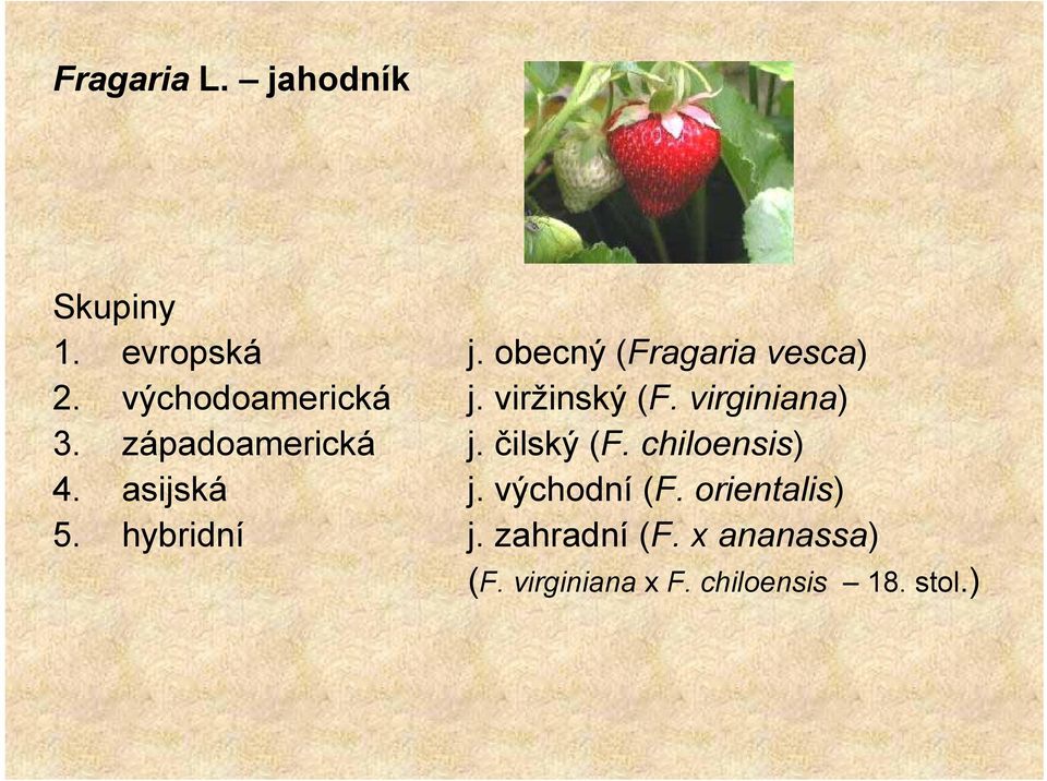 čilský (F. chiloensis) 4. asijská j. východní (F. orientalis) 5.