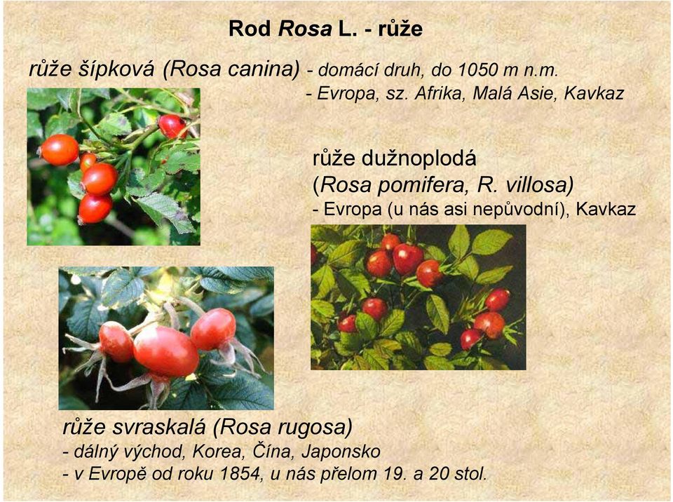 villosa) - Evropa (u nás asi nepůvodní), Kavkaz růže svraskalá (Rosa rugosa) -