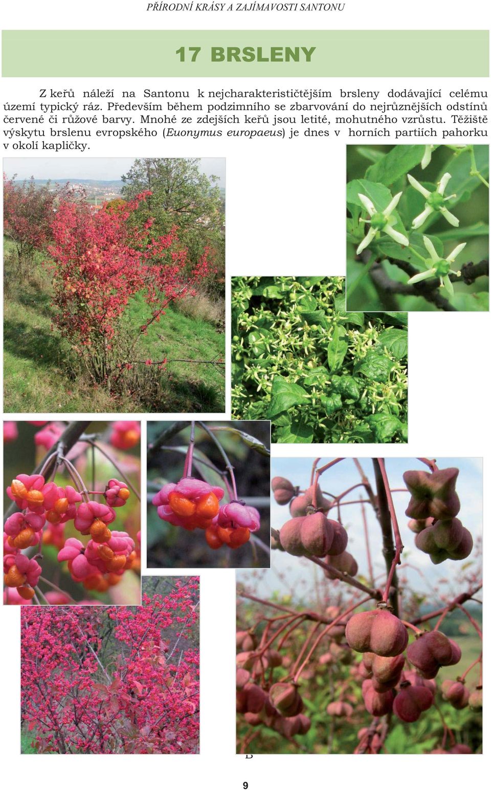 Především během podzimního se zbarvování do nejrůznějších odstínů červené či růžové barvy.