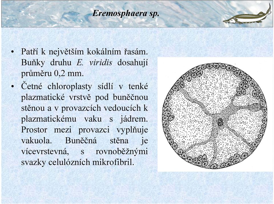Četné chloroplasty sídlí v tenké plazmatické vrstvě pod buněčnou stěnou a v