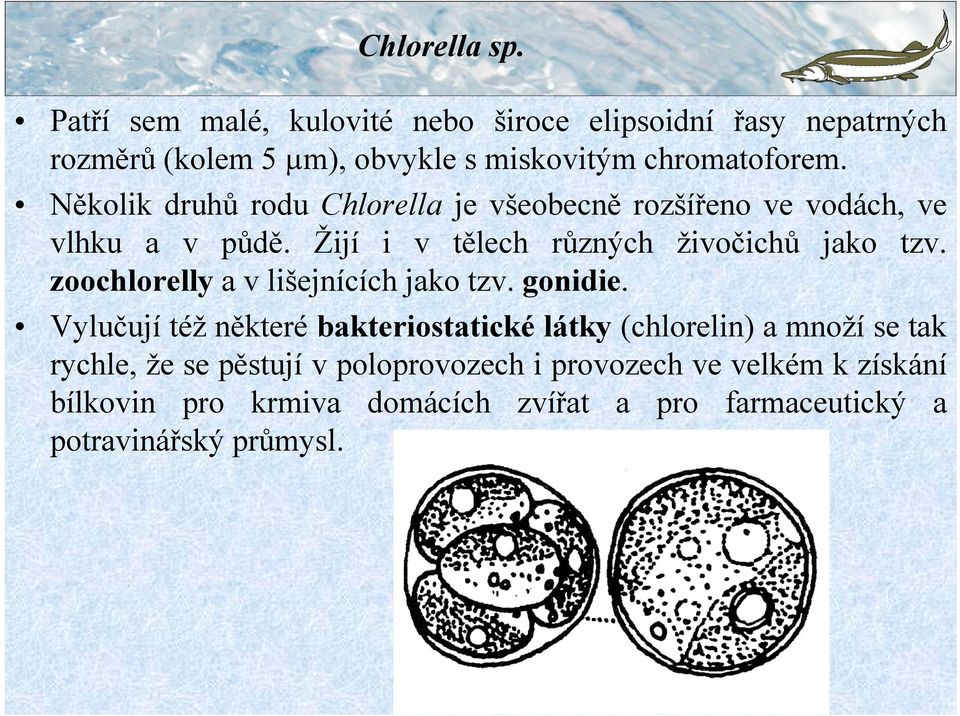 Několik druhů rodu Chlorella je všeobecně rozšířeno ve vodách, ve vlhku a v půdě. Žijí i v tělech různých živočichů jako tzv.