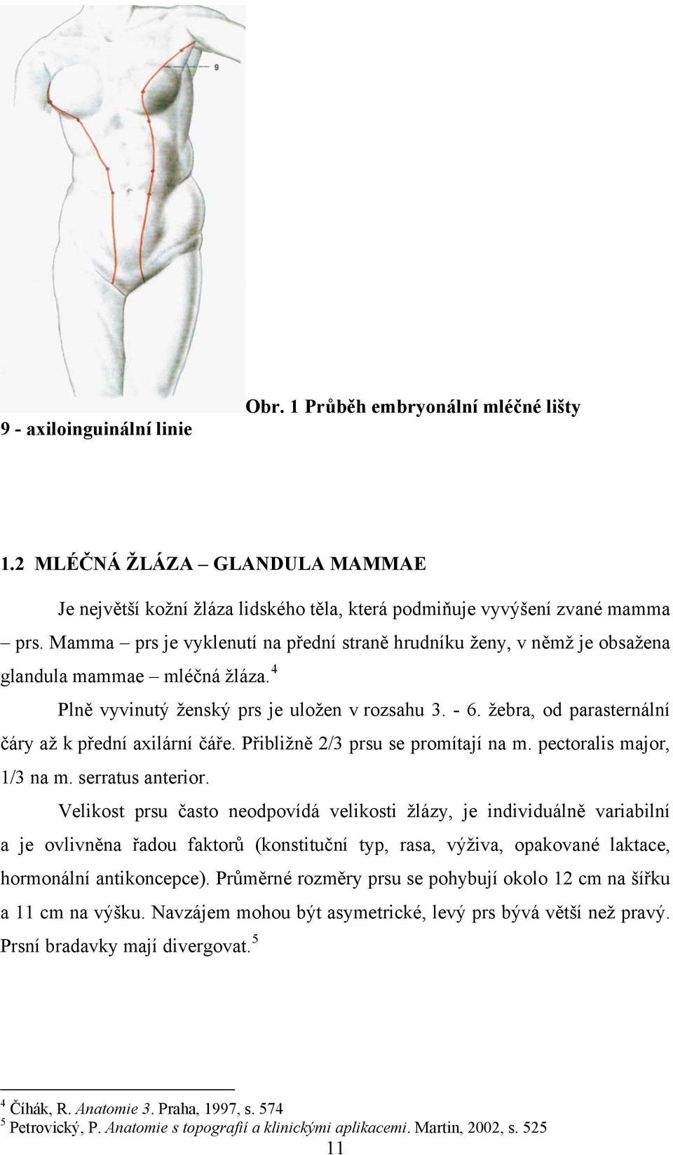 žebra, od parasternální čáry až k přední axilární čáře. Přibližně 2/3 prsu se promítají na m. pectoralis major, 1/3 na m. serratus anterior.