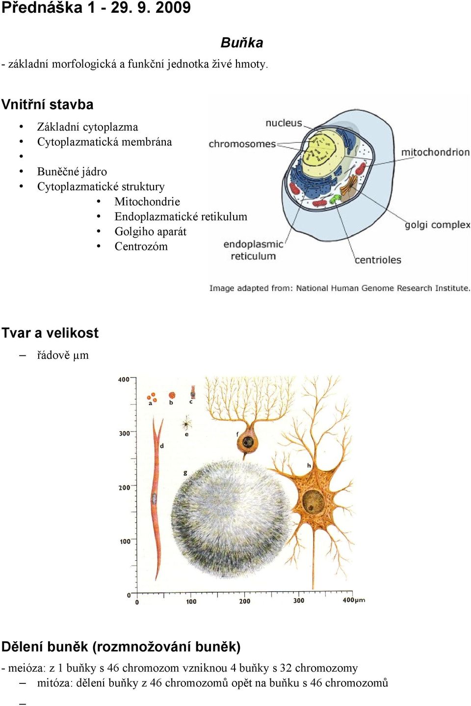 Mitochondrie Endoplazmatické retikulum Golgiho aparát Centrozóm Tvar a velikost řádově µm Dělení buněk