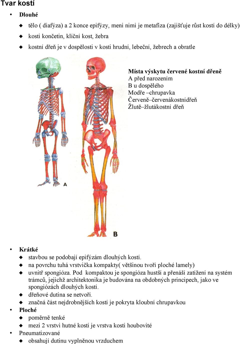 na povrchu tuhá vrstvička kompakty( většinou tvoří ploché lamely) uvnitř spongióza.