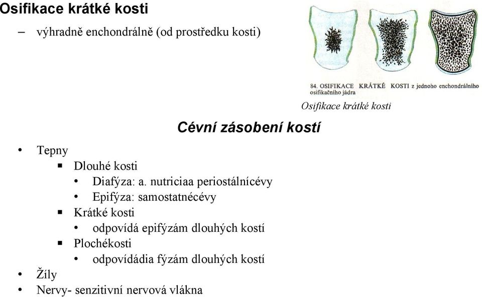 nutriciaa periostálnícévy Epifýza: samostatnécévy Krátké kosti odpovídá