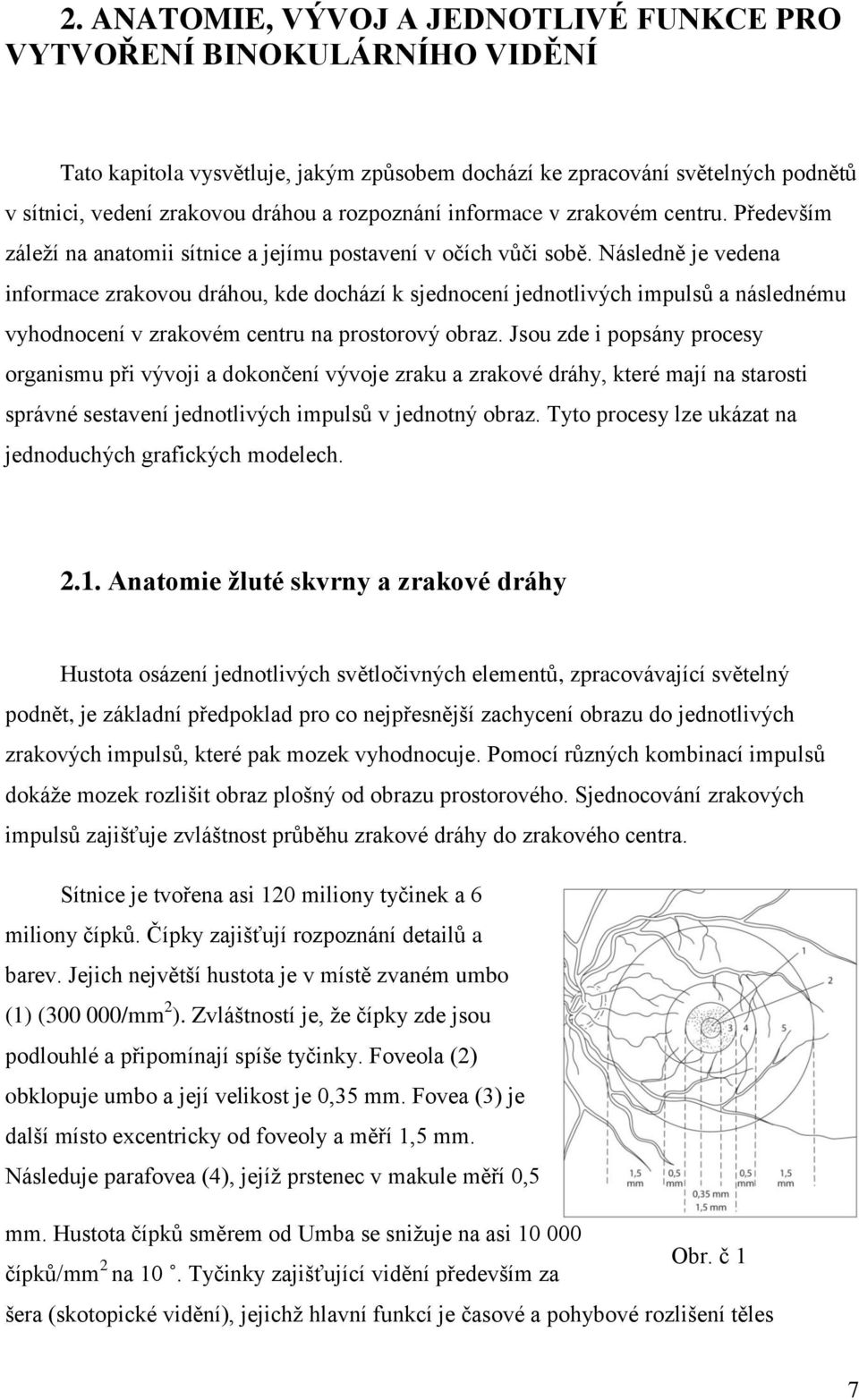 Následně je vedena informace zrakovou dráhou, kde dochází k sjednocení jednotlivých impulsů a následnému vyhodnocení v zrakovém centru na prostorový obraz.