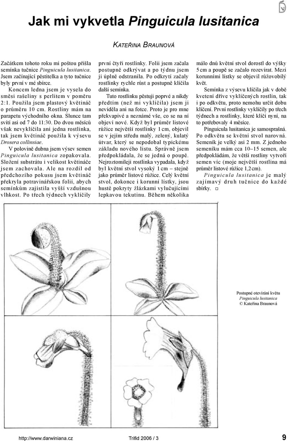 Do dvou měsíců však nevyklíčila ani jedna rostlinka, tak jsem květináč použila k výsevu Drosera collinsiae. V polovině dubna jsem výsev semen Pinguicula lusitanica zopakovala.