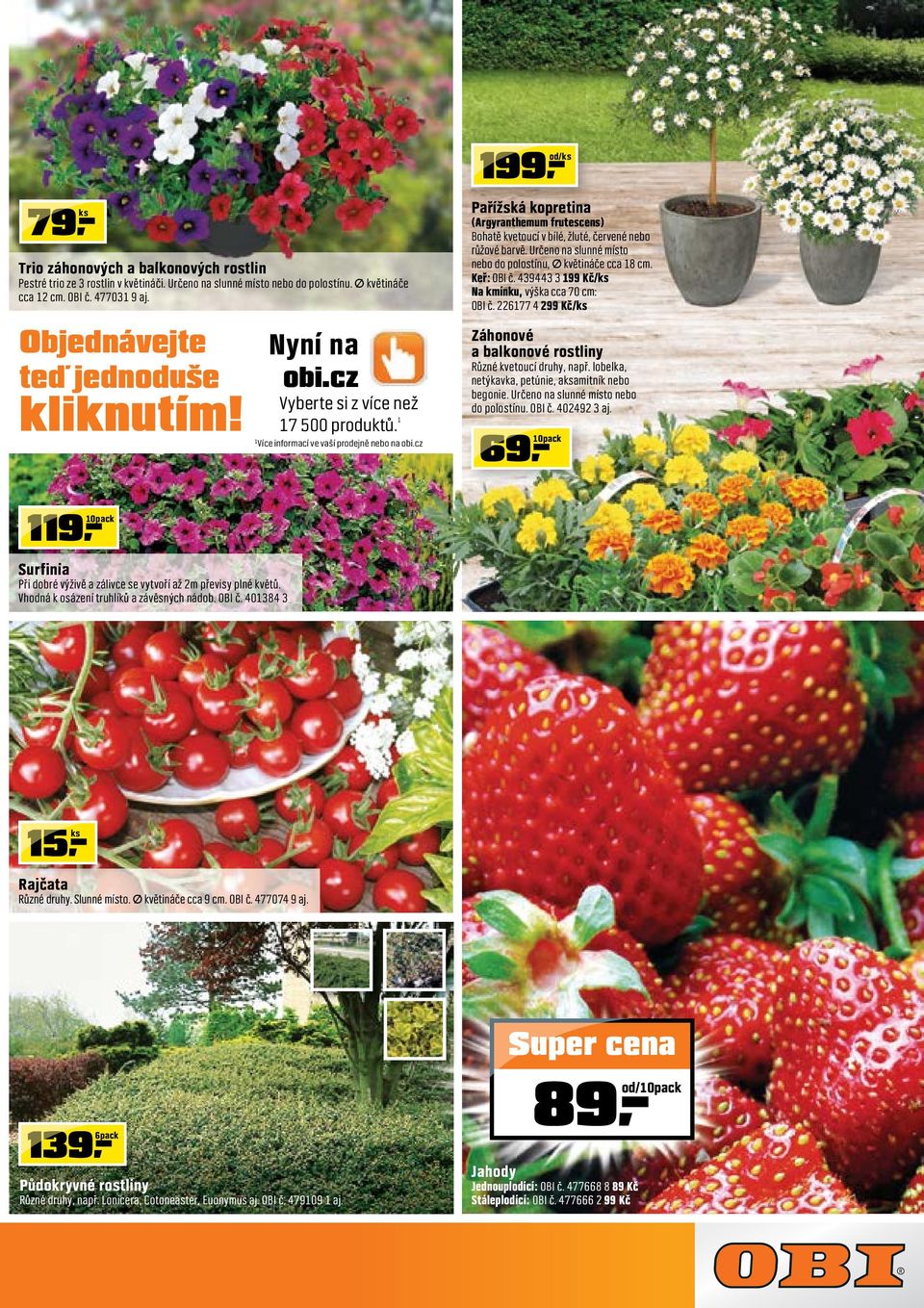 cz od/ 99 Pařížská kopretina (Argyranthemum frutescens) Bohatě kvetoucí v bílé, žluté, červené nebo růžové barvě. Určeno na slunné místo nebo do polostínu, květináče cca 8 cm. Keř: OBI č.