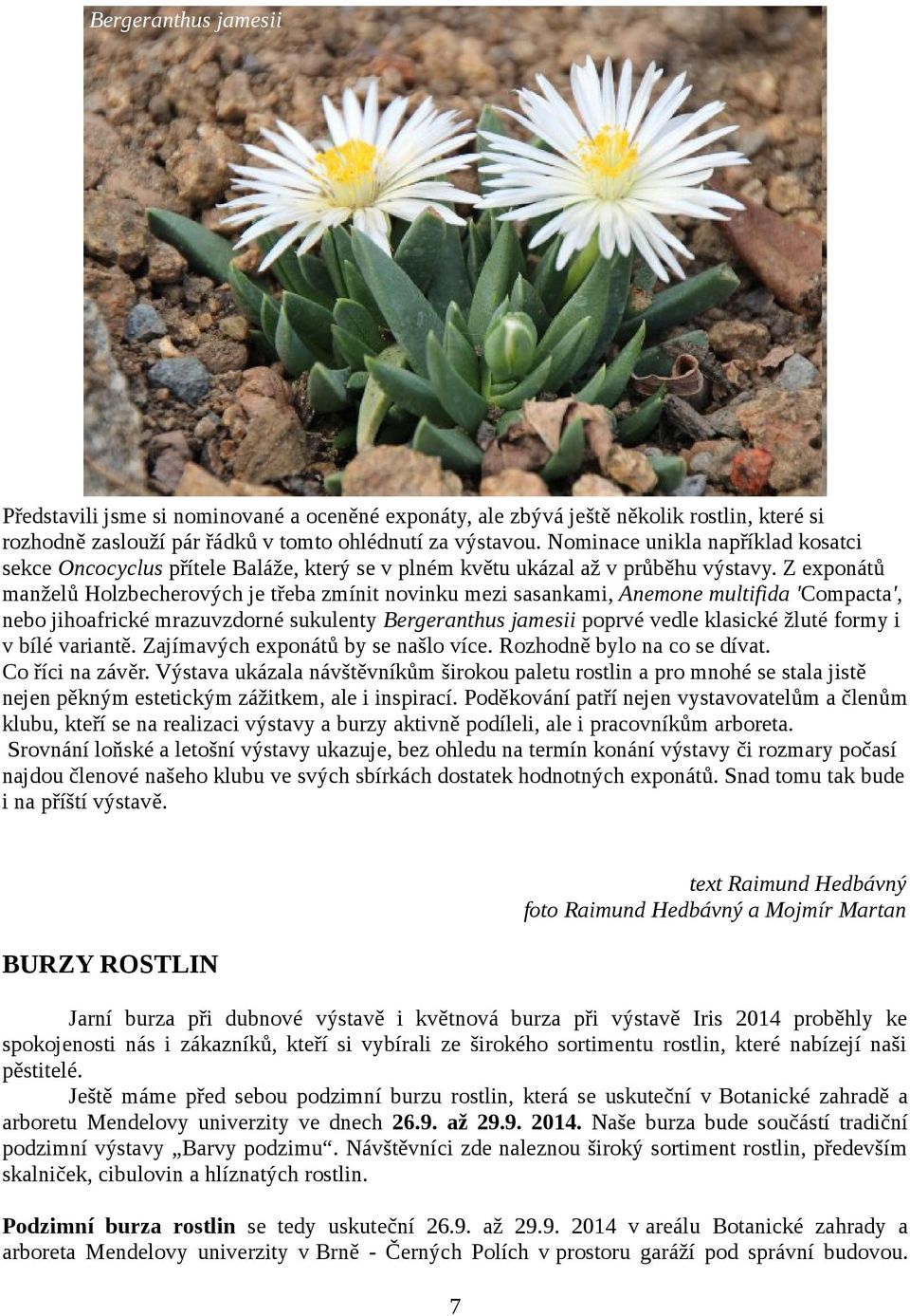 Z exponátů manželů Holzbecherových je třeba zmínit novinku mezi sasankami, Anemone multifida 'Compacta', nebo jihoafrické mrazuvzdorné sukulenty Bergeranthus jamesii poprvé vedle klasické žluté formy