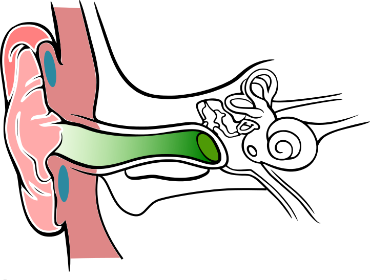 1) zevní ucho boltec - tvořen elastickou chrupavkou zevní zvukovod - trubice s mazovými žlázami, 2,5