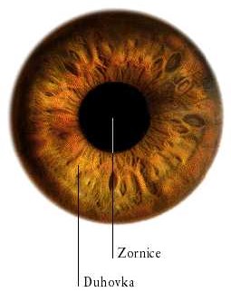 - čočka je průhledná, 4 mm silná dvojvypuklá (bikonvexní) spojka - před čočkou se nachází duhovkou - bohatě prostoupena pigmentovými buňkami způsobuje barvu očí - uprostřed otvor - zornice