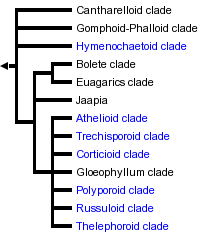 Agaricomycotina