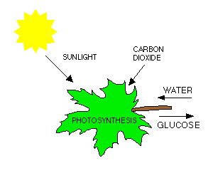 Fotosyntéza Biochemický proces, při kterém se mění přijatá energie světelného záření na energii chemických vazeb.
