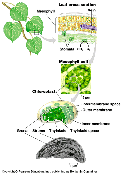 Fotosyntéza U rostlin probíhá v chloroplastech.