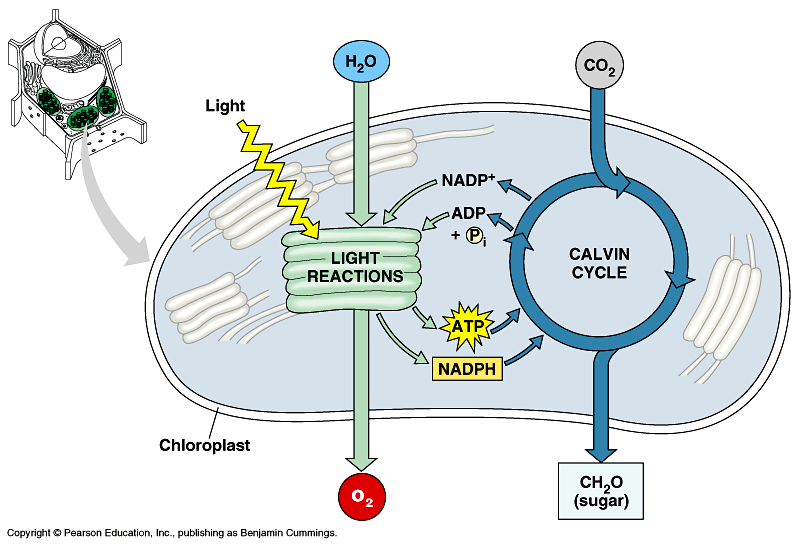 Fotosyntéza Dvě fáze: primární procesy (dříve nazývány jako světelná fáze) - zachycení světelné energie.