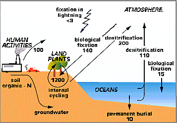 Cyklus dusíku V