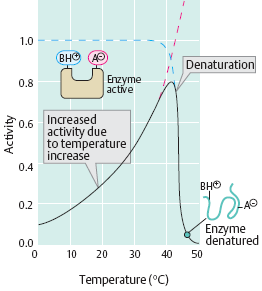 faktory ovlivňující rychlost enzymatických reakcí: teplota - t, počet molekul schopných reakce, frekvence srážek ale