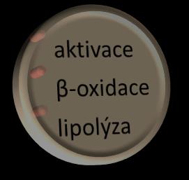 AN / NE AN / NE AN / NE AN / NE aktivace mastné kyseliny probíhá v cytosolu buňky po aktivaci MK následuje dehydratace aktivace mastné kyselin je exergonický děj k dehydrogenaci je potřeba ATP 1)