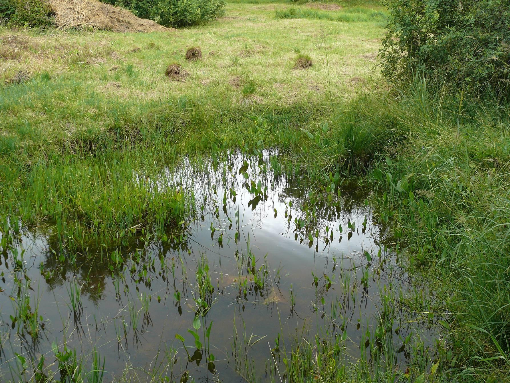 Budování a obnova drobných vodních ploch (tůní) Jan