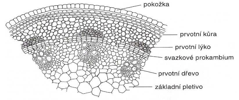 18 ROZLIŠENÍ STONKŮ U DŘEVIN: strom keř polokeř