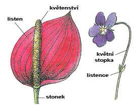 3) LIST (Fylom) 20 List je postranní orgán rostliny, který je většinou zeleného zbarvení a omezeného růstu. List je rozšířen do plochy.