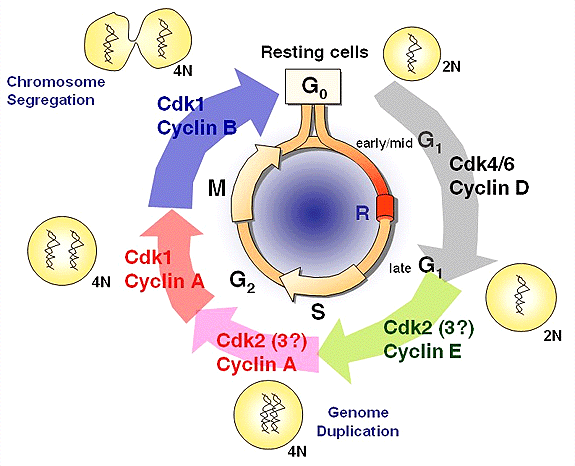 Regulace aktivity cyklin/cdk správný průběh jednotlivých fází BC závisí na několika klíčových faktorech typ