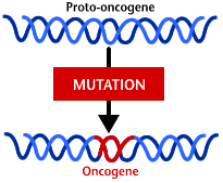 Aktivace onkogenů Mutace = zvýší aktivitu anebo množství onkoproteinu (kvantitativní změny exprese onkogenu) = syntéza onkoproteinu se změněnou funkcí (kvalitativní změny) Téměř vždy