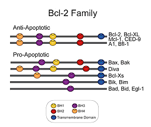 Rodina proteinů Bcl-2 klasifikace podle počtu