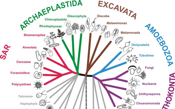 Sekundární endosymbióza