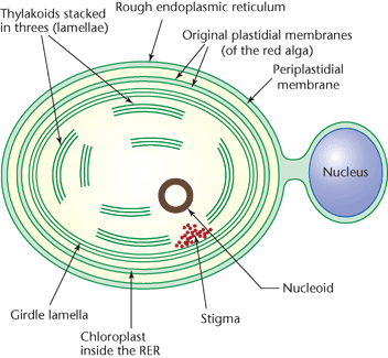 heterotrofní eukaryotickou
