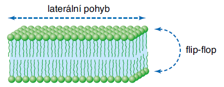 prostředí Lipidová dvojvrstva