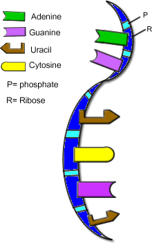 b) Genofond c) Fenotyp 6.