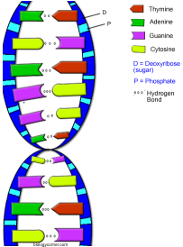 b) Genofond c) Fenotyp 6. Jako P se označuje : a) Generace prarodičů b) Generace rodičů c) Generace potomků 7. Soubor všech genů daného organismu se nazývá : b) Fenotyp c) Genofond 8.