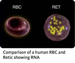 Erytrocyty a retikulocyty Vzhledem k tomu, že normální doba života RBC je 120 dní, zhruba 1/120 (~1%) nových RBC musí být denně doplněno do periferní krve, aby byl zachován jejich konstantní počet.