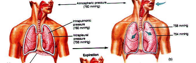 Vdech - inspirium děj aktivní - kontrakce inspiračních svalů intrapulmonální tlak klesá interpleurální