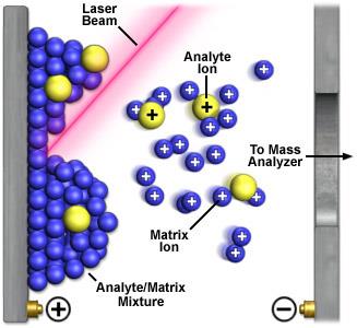 MS IONIZAČNÍ TECHNIKY DESORPČNÍ TECHNIKY MALDI MALDI MALDI = matrix assisted laser desorption ionization = ionizace laserem za účasti matrice MALDI a ESI jsou nejvhodnější ionizační techniky