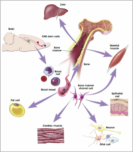 játra mozek kmenové buňky CNS kostní dřeň kosterní svalovina kost krevní buňky tuková buňka kmenové buňky